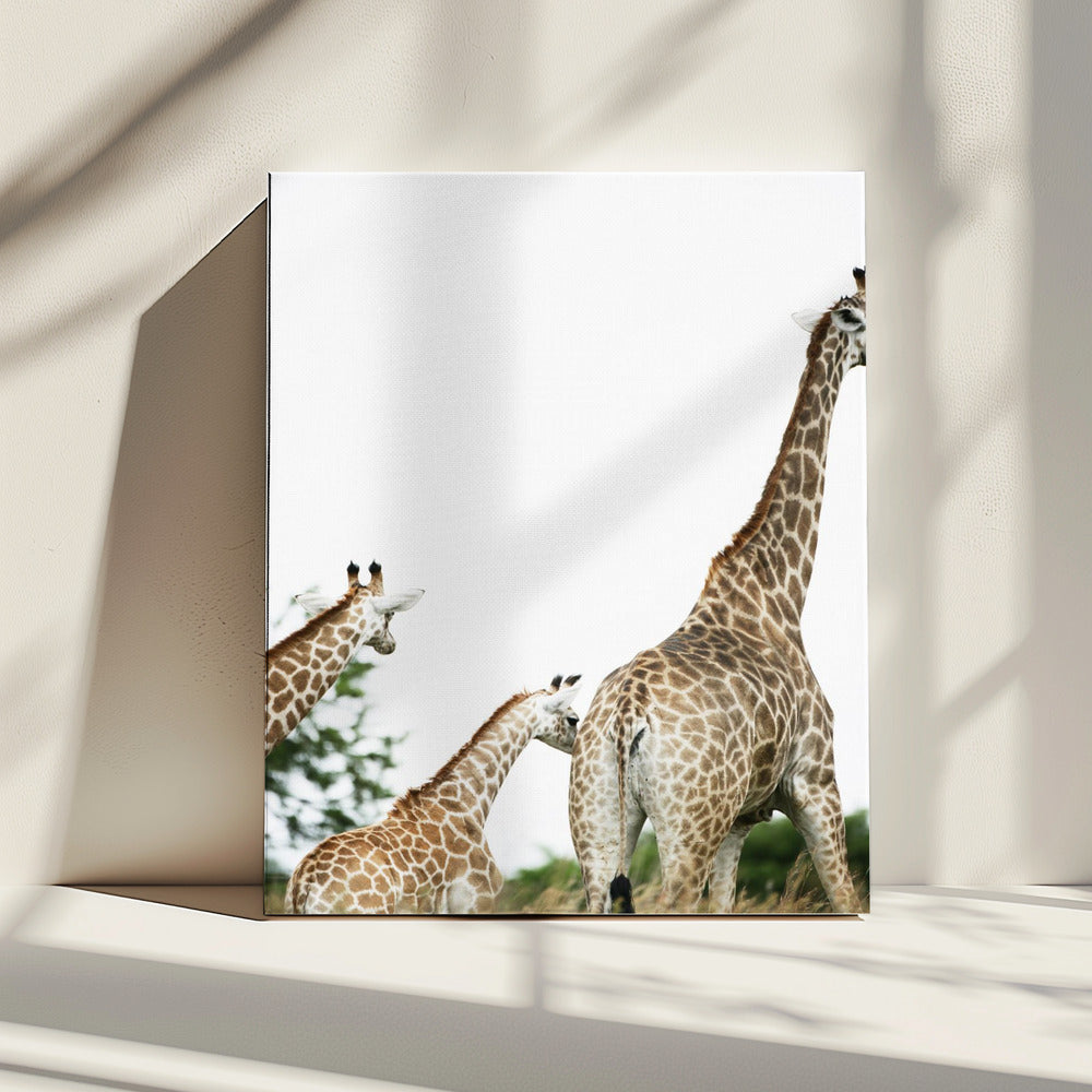 Giraffe Stroll | Canvas