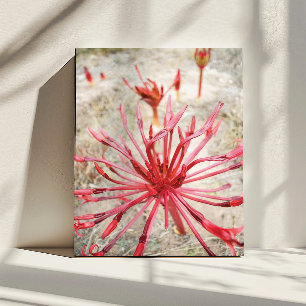Crimson Spirals | Canvas