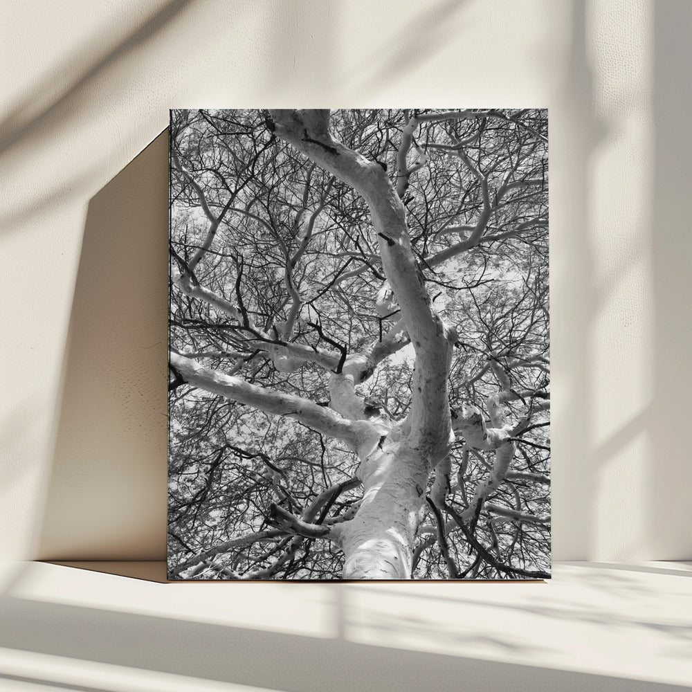 Silhouette Canopy | Canvas