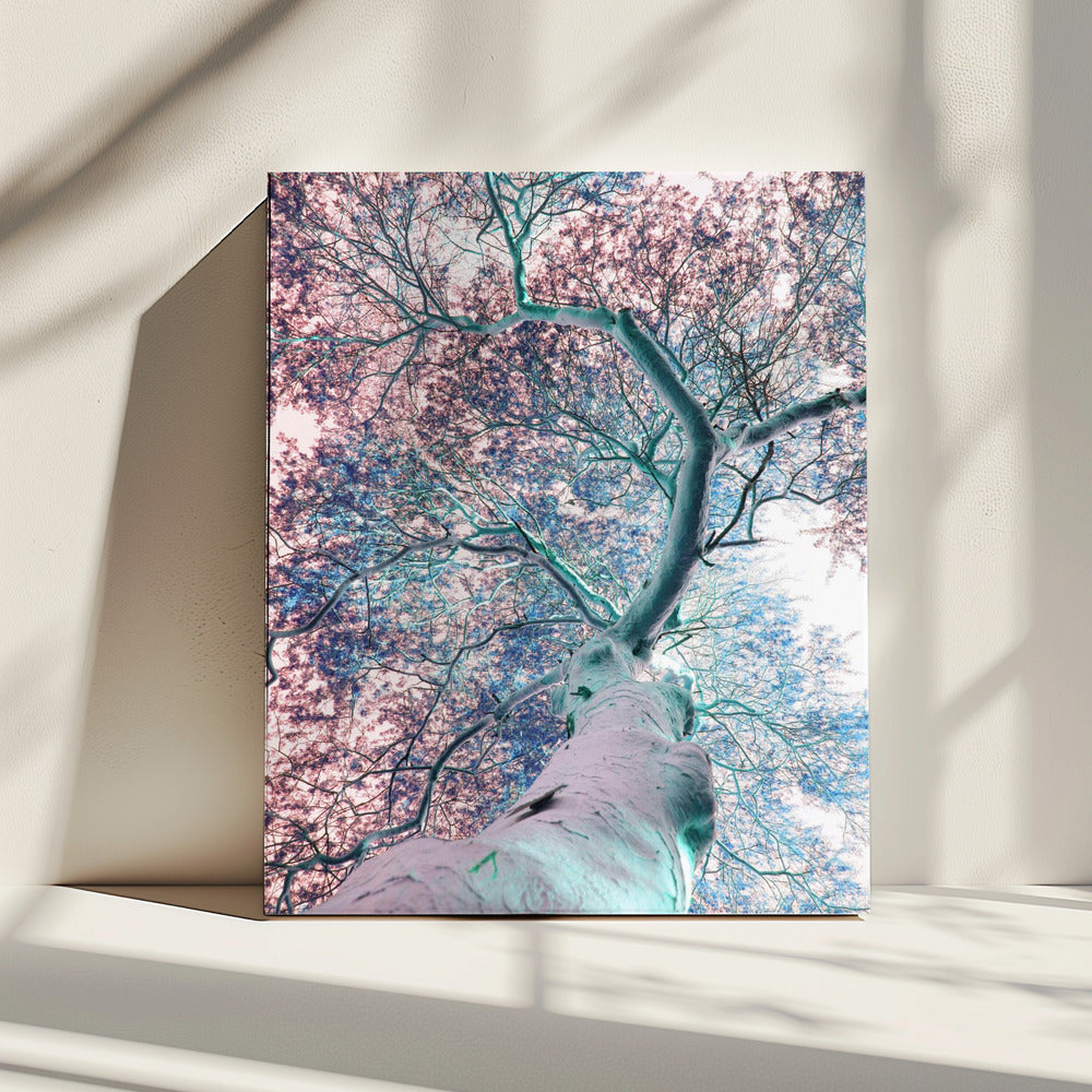 Dreamscape Canopy | Canvas