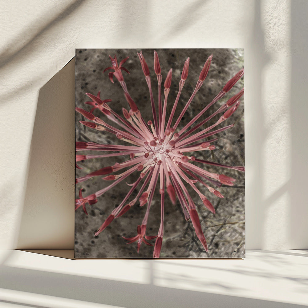 Radiant Blooms | Canvas