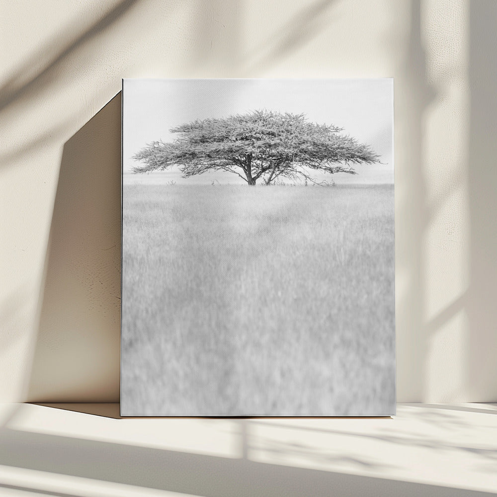 Lone Acacia Dream | Canvas