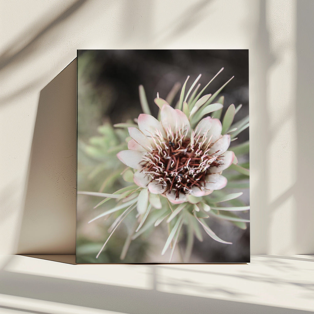 Desert Bloom Halo | Canvas