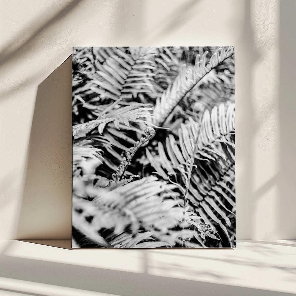 Whispering Ferns | Canvas