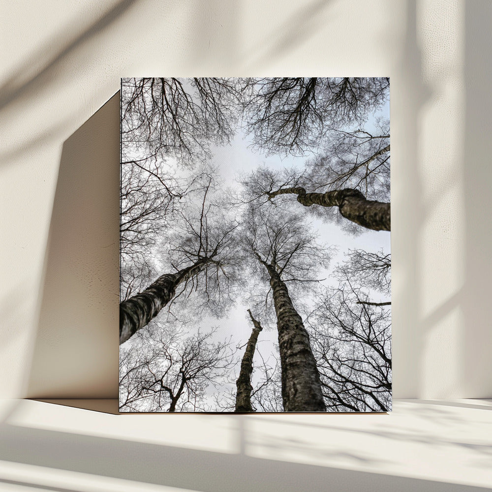 Winter&#039;s Embrace | Canvas