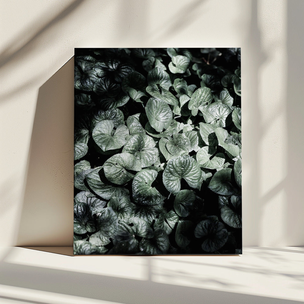 Leafy Shadows | Canvas