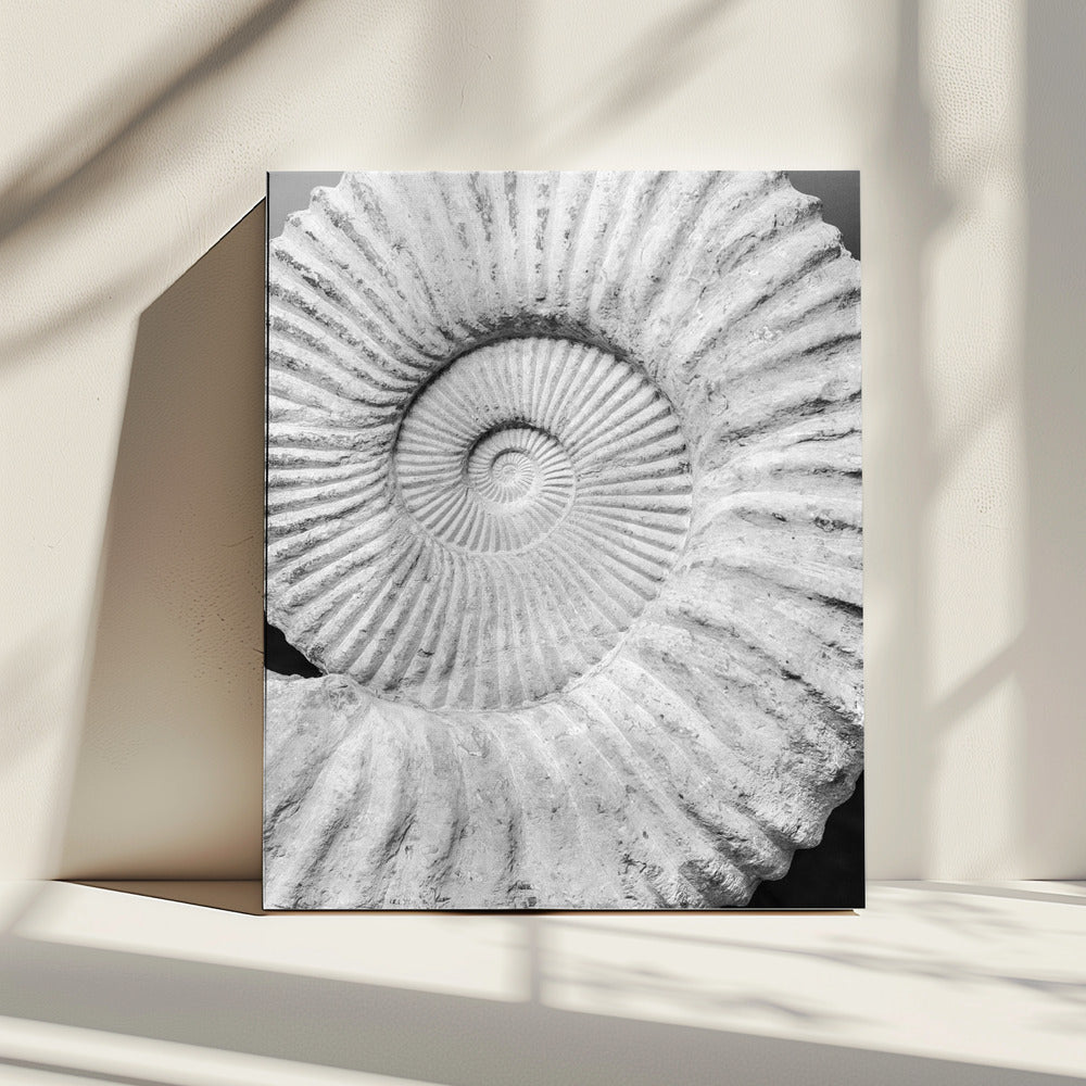 Ancient Spiral Dreams | Canvas