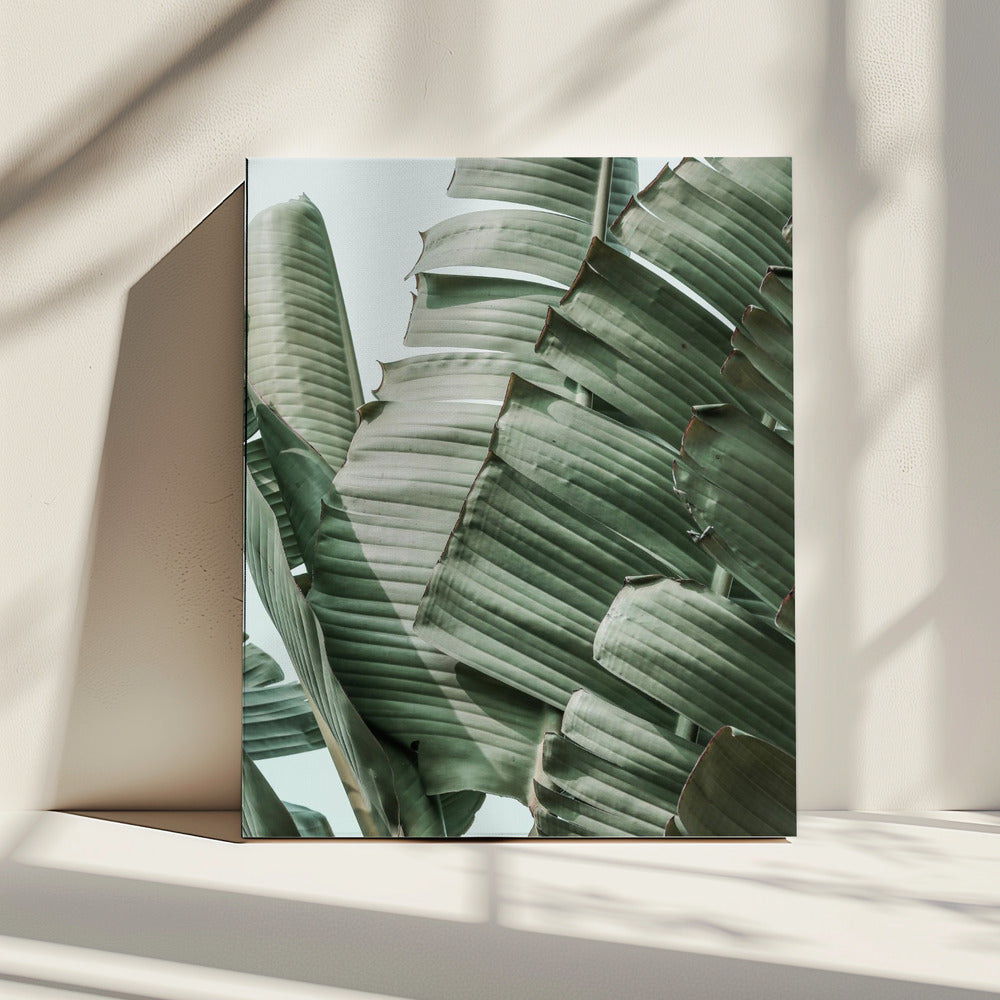 Banana Leaf Harmony | Canvas