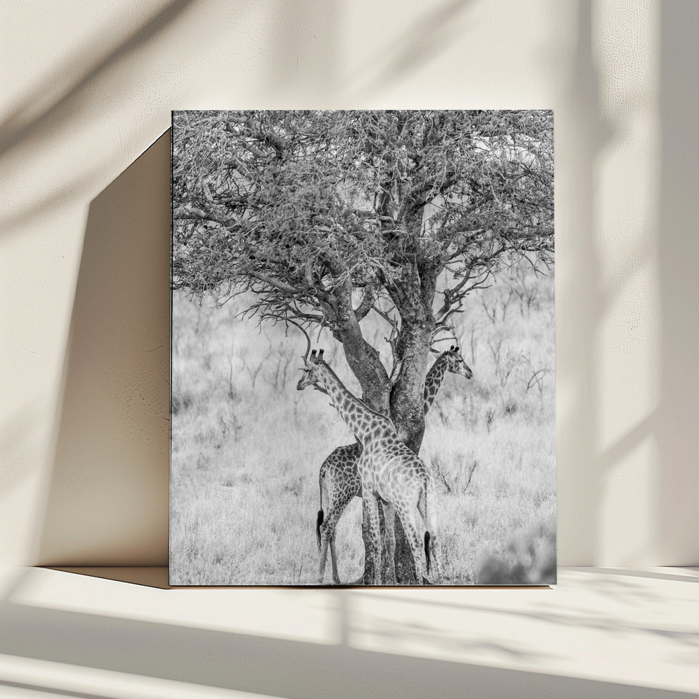 Under African Skies | Canvas