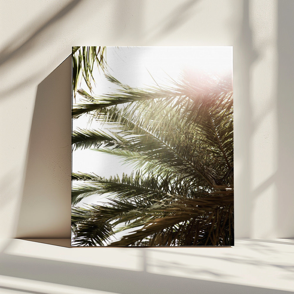 Sunlit Palm Glow | Canvas
