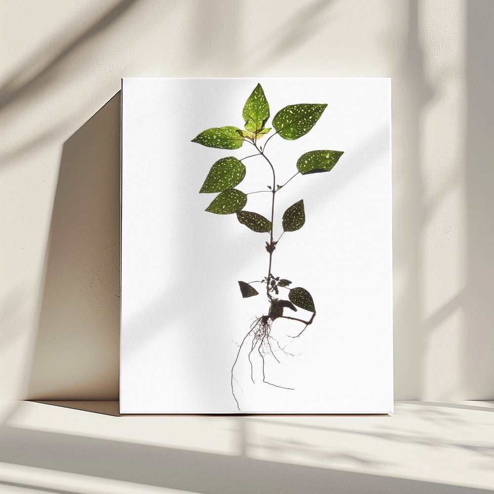 Delicate Decay | Canvas