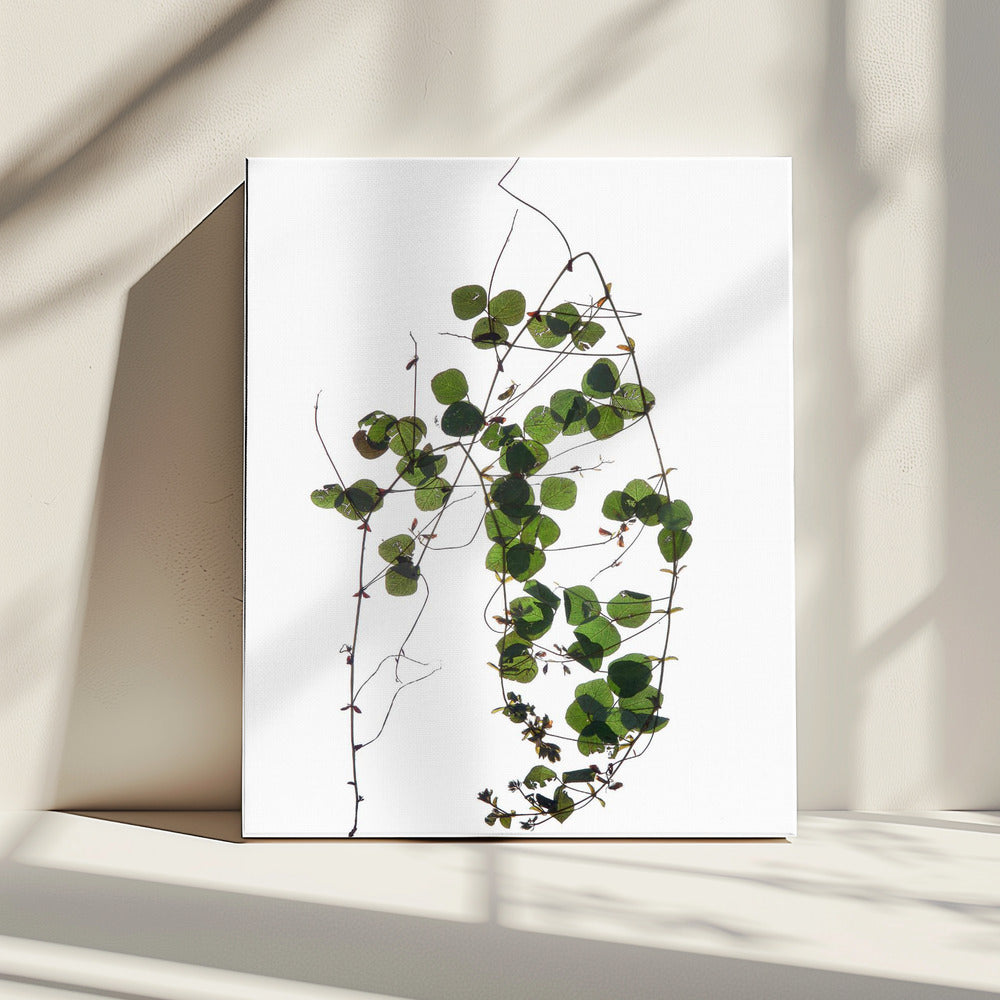 Vine’s Dance | Canvas