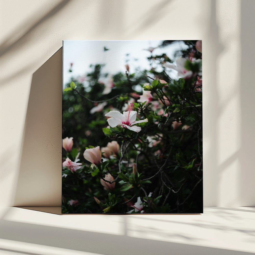 Blossoms in Bloom | Canvas