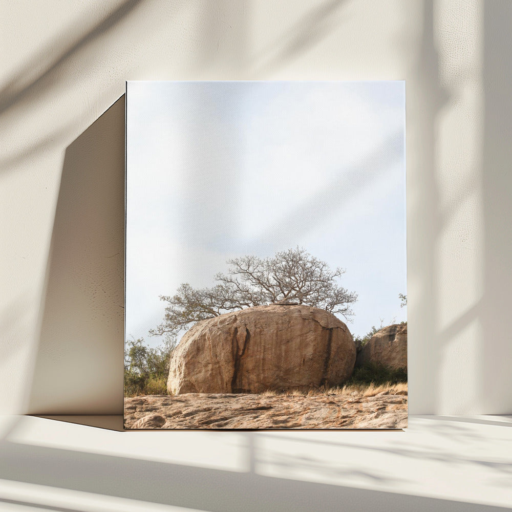Tree on a Boulder | Canvas