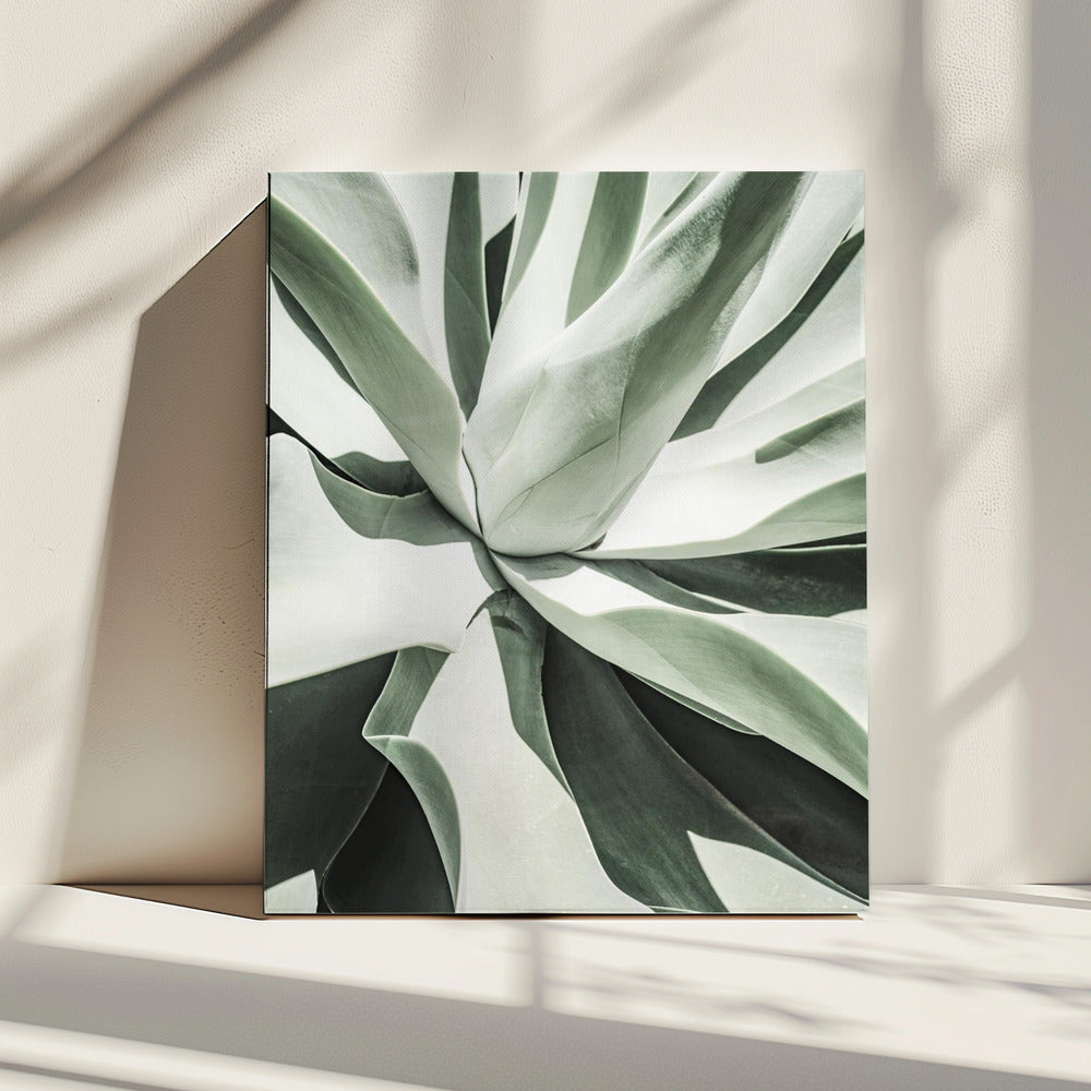 Succulent Harmony | Canvas