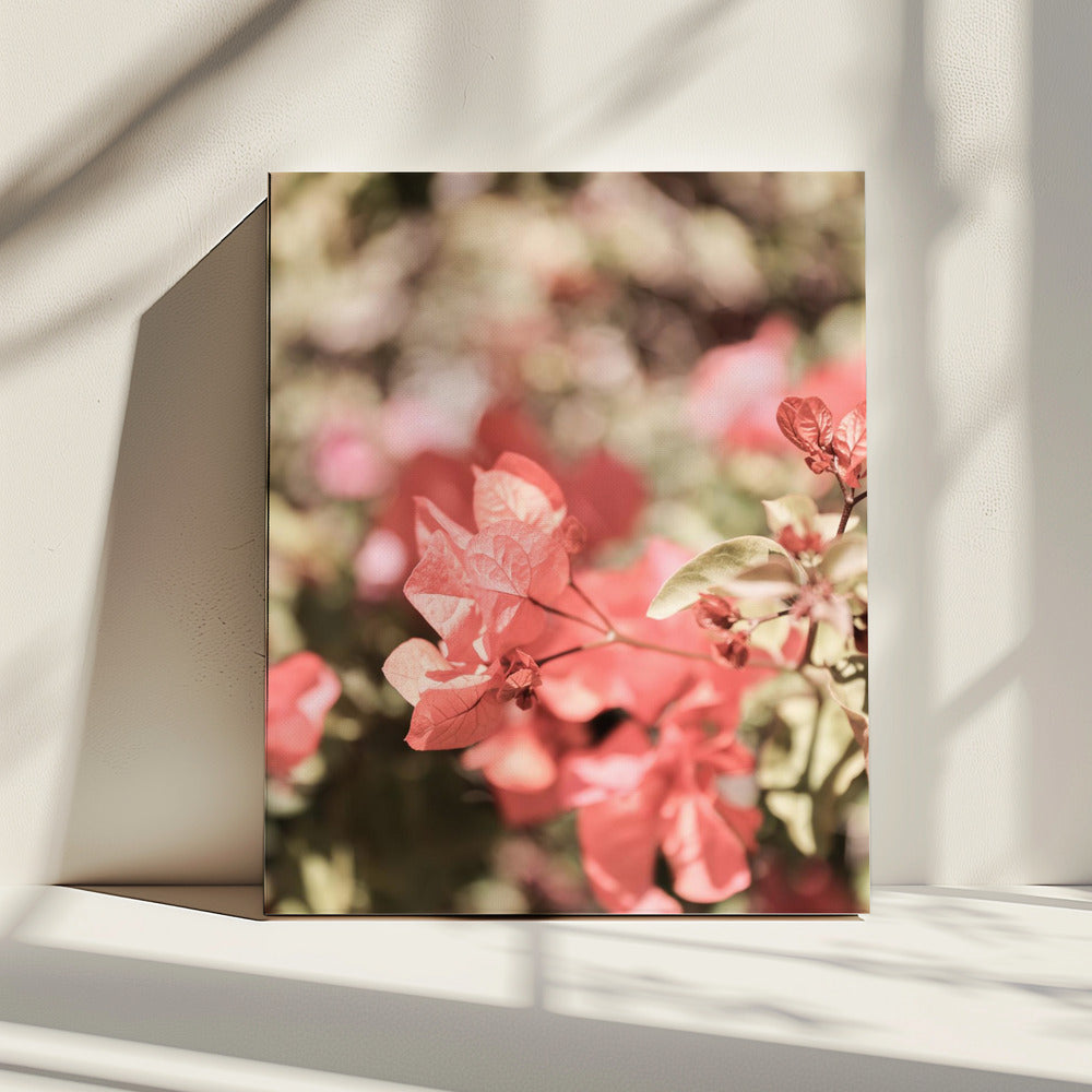 Petals in Focus | Canvas