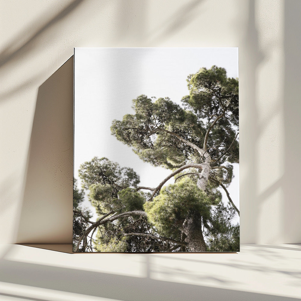 Towering Pines | Canvas