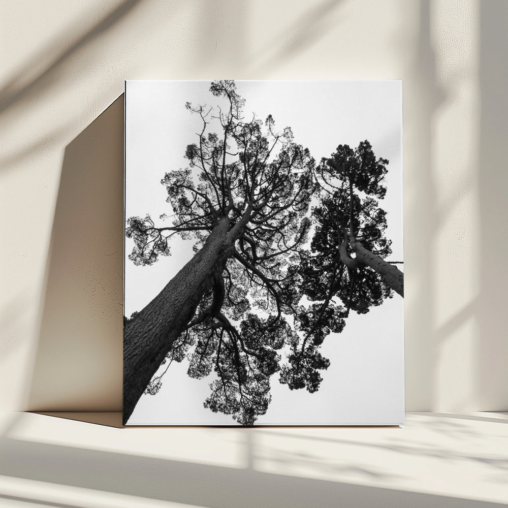 Towering Pines | Canvas