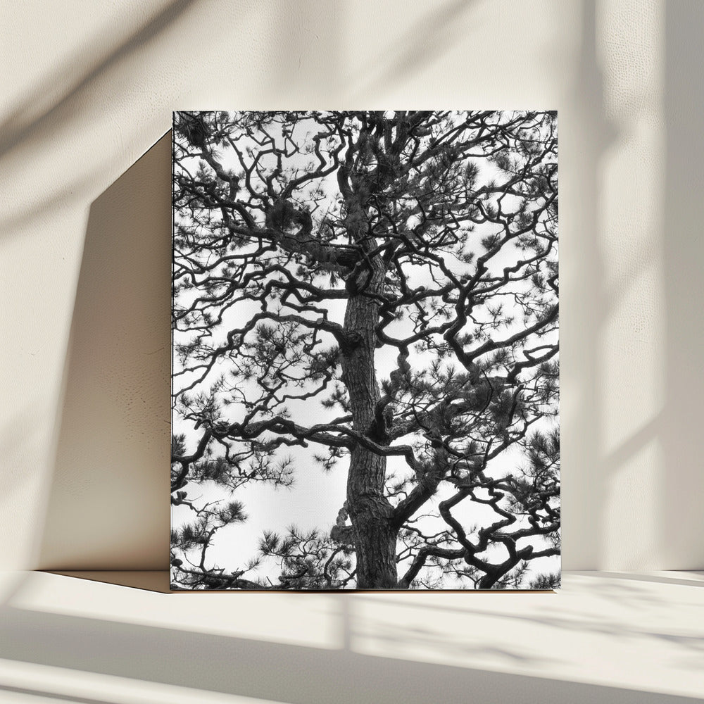 Twisting Tree Silhouette | Canvas