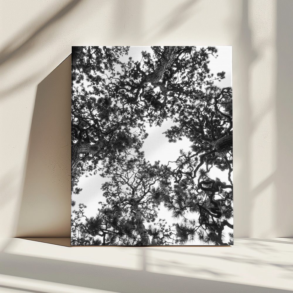 Canopy Symphony | Canvas