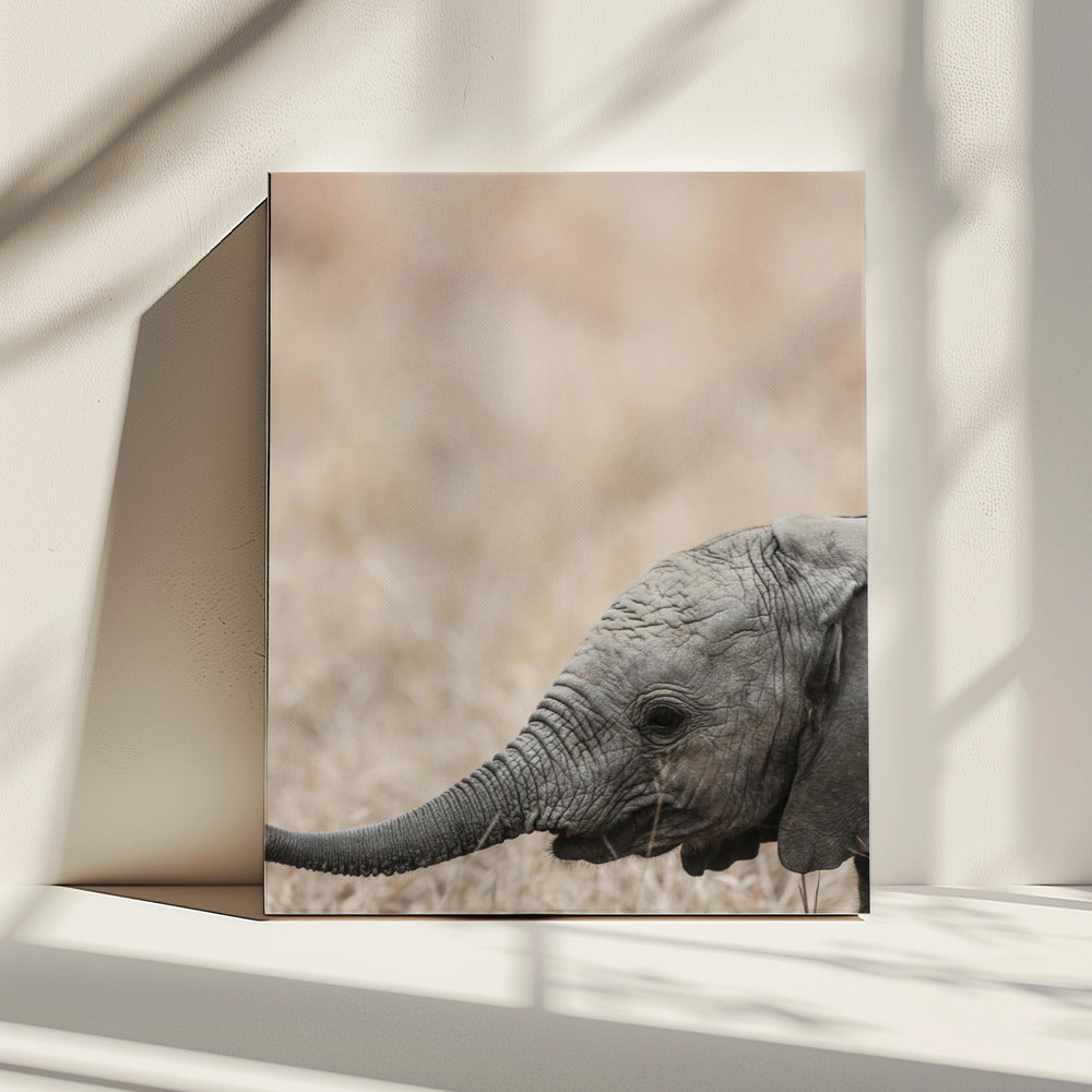 Gentle Giant&#039;s Gaze | Canvas