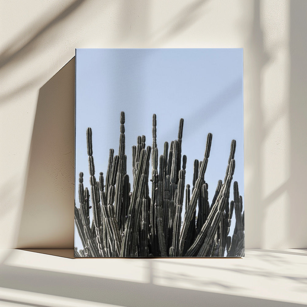 Cactus Symphony | Canvas