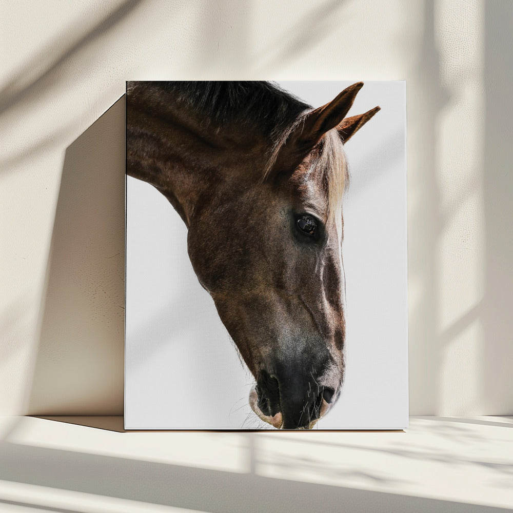 Majestic Equine Gaze | Canvas