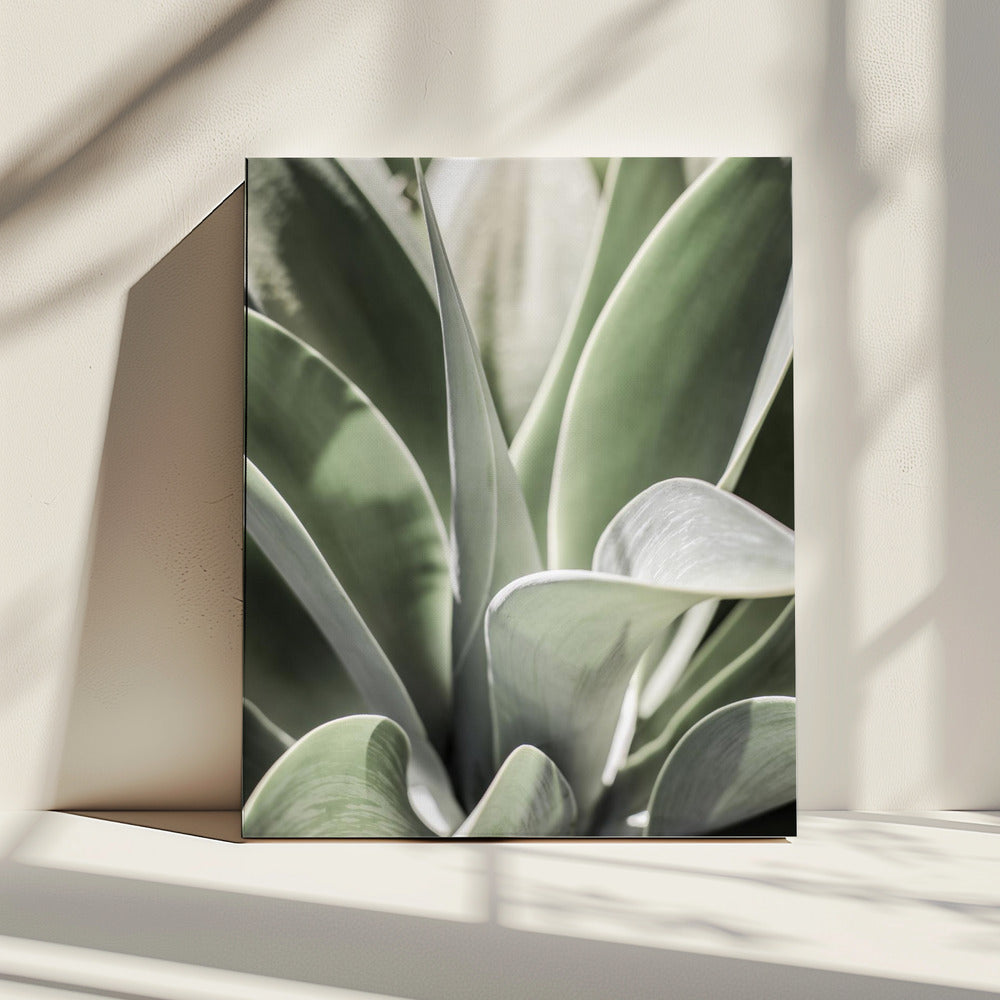Agave Whisper | Canvas
