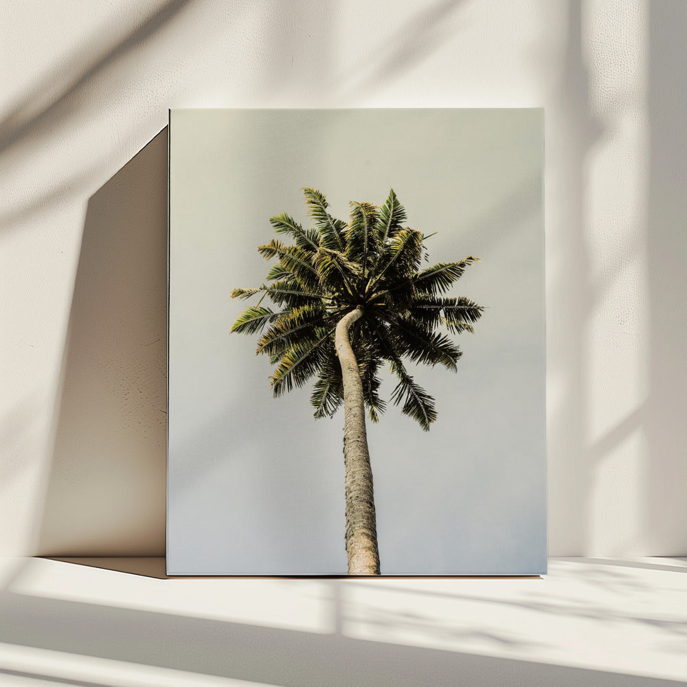 Towering Palm Bliss | Canvas