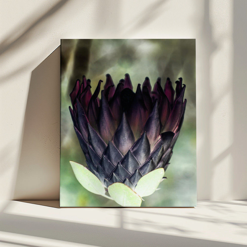 Shadowed Blossom | Canvas