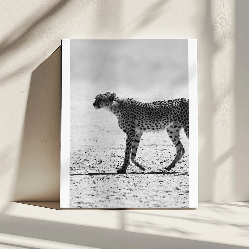 Cheetah&#039;s Stride | Canvas