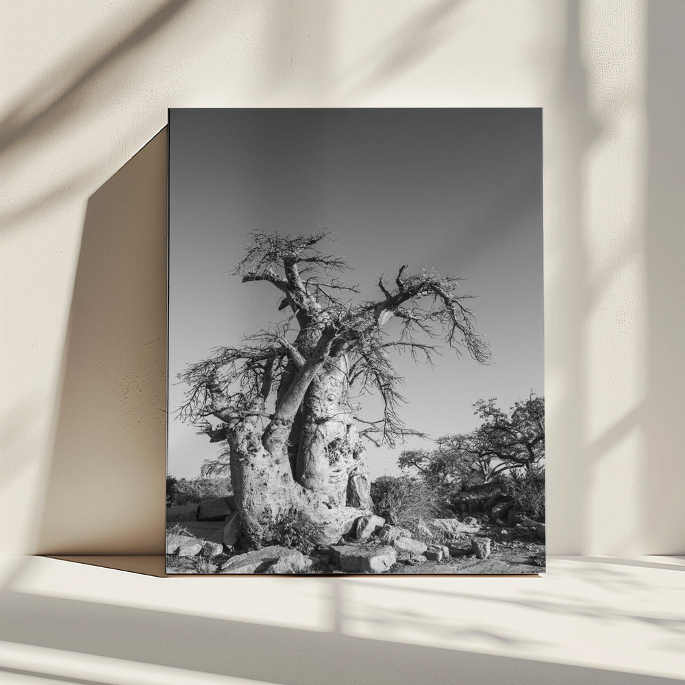 Ancient Sentinel | Canvas