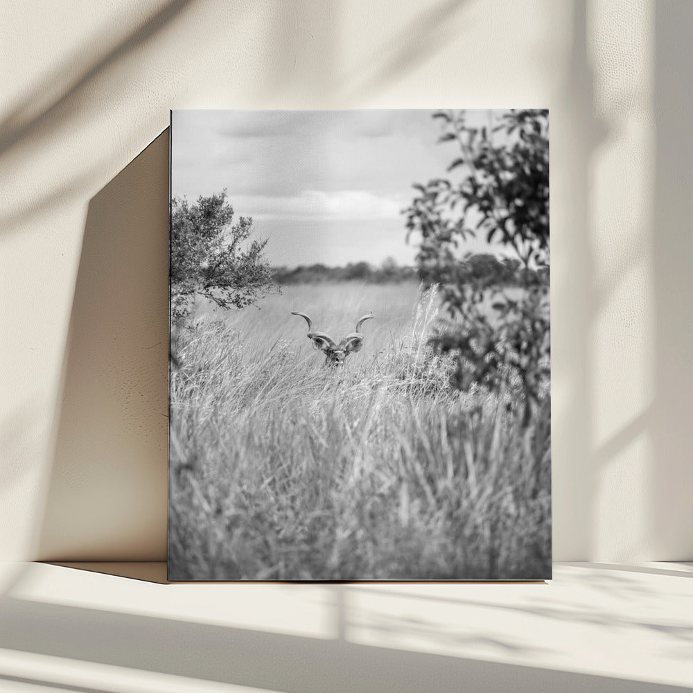 Hidden in the Grass | Canvas