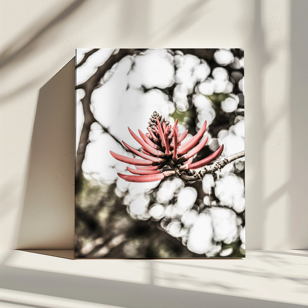 Crimson Blossom | Canvas
