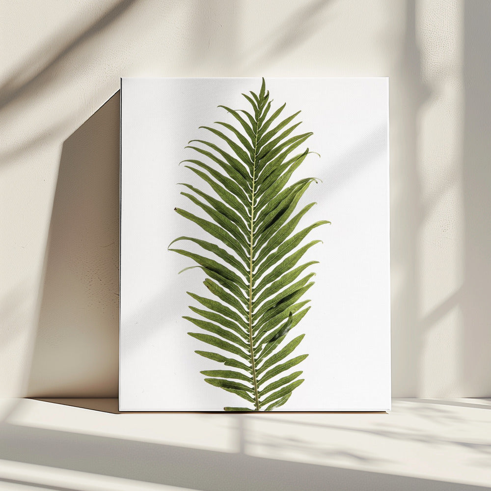 Fern Elegance | Canvas