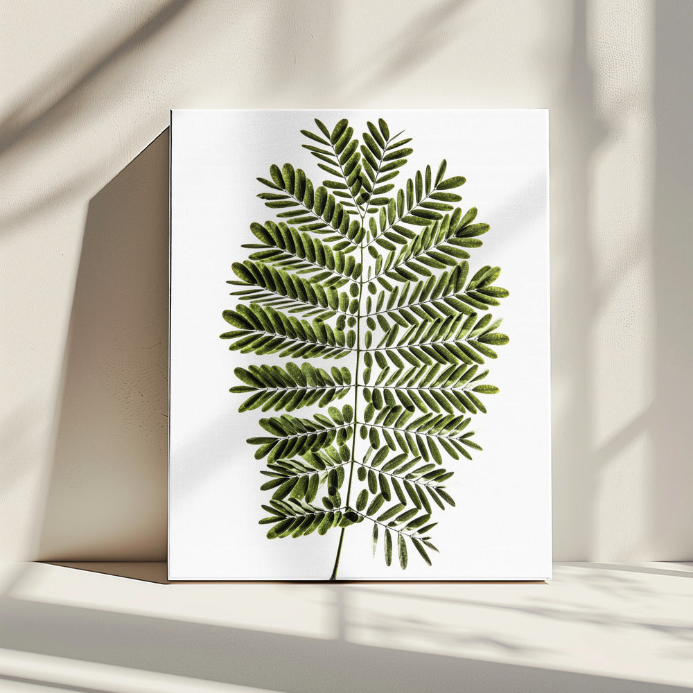 Fern&#039;s Symphony | Canvas