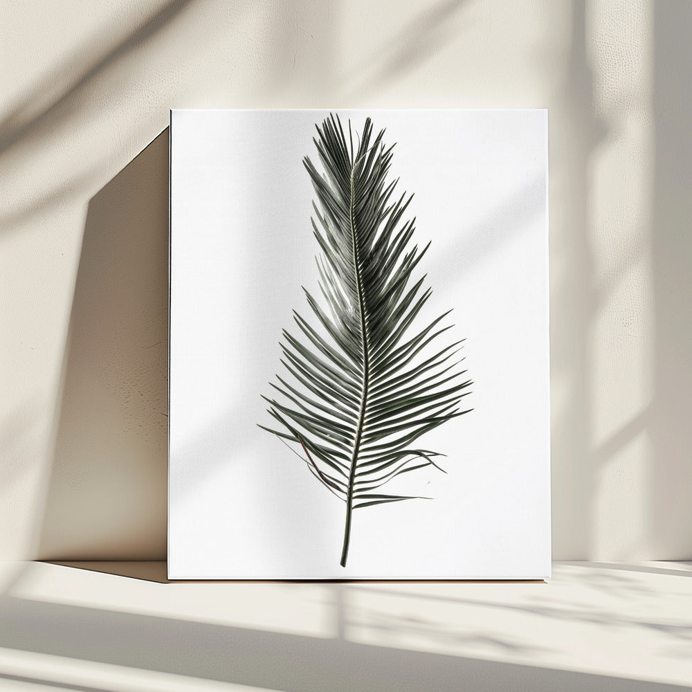 Feathered Frond | Canvas