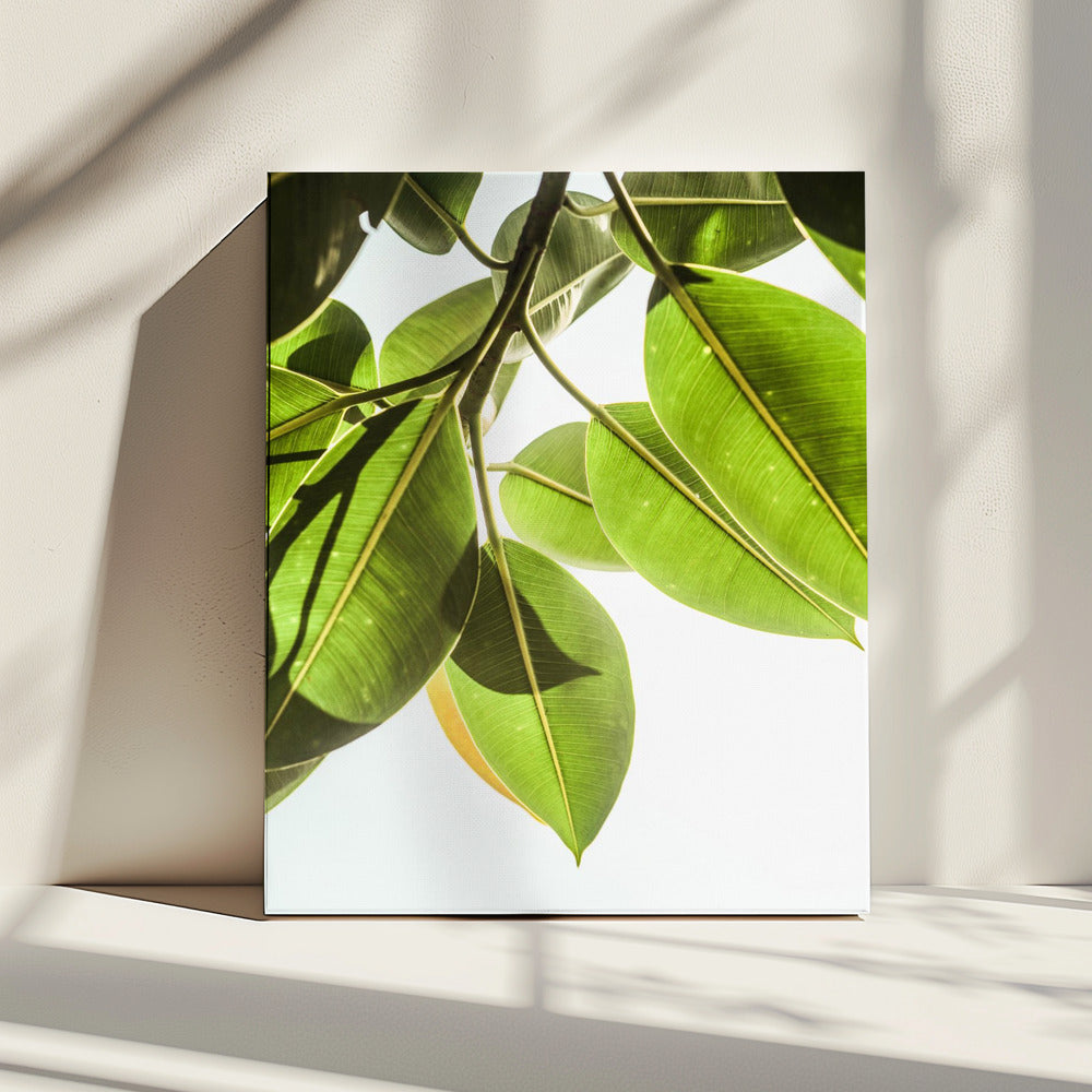 Sunlit Leaves | Canvas