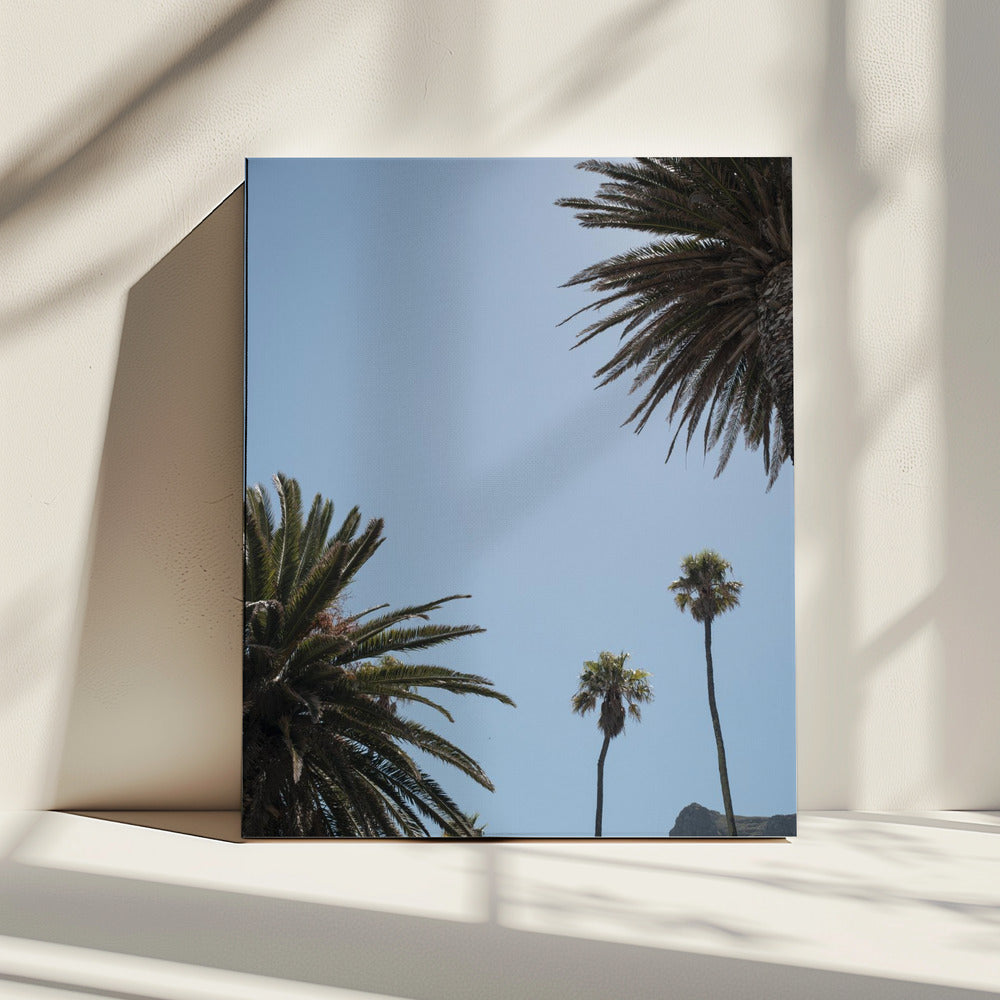 Sunny Palm Heights | Canvas