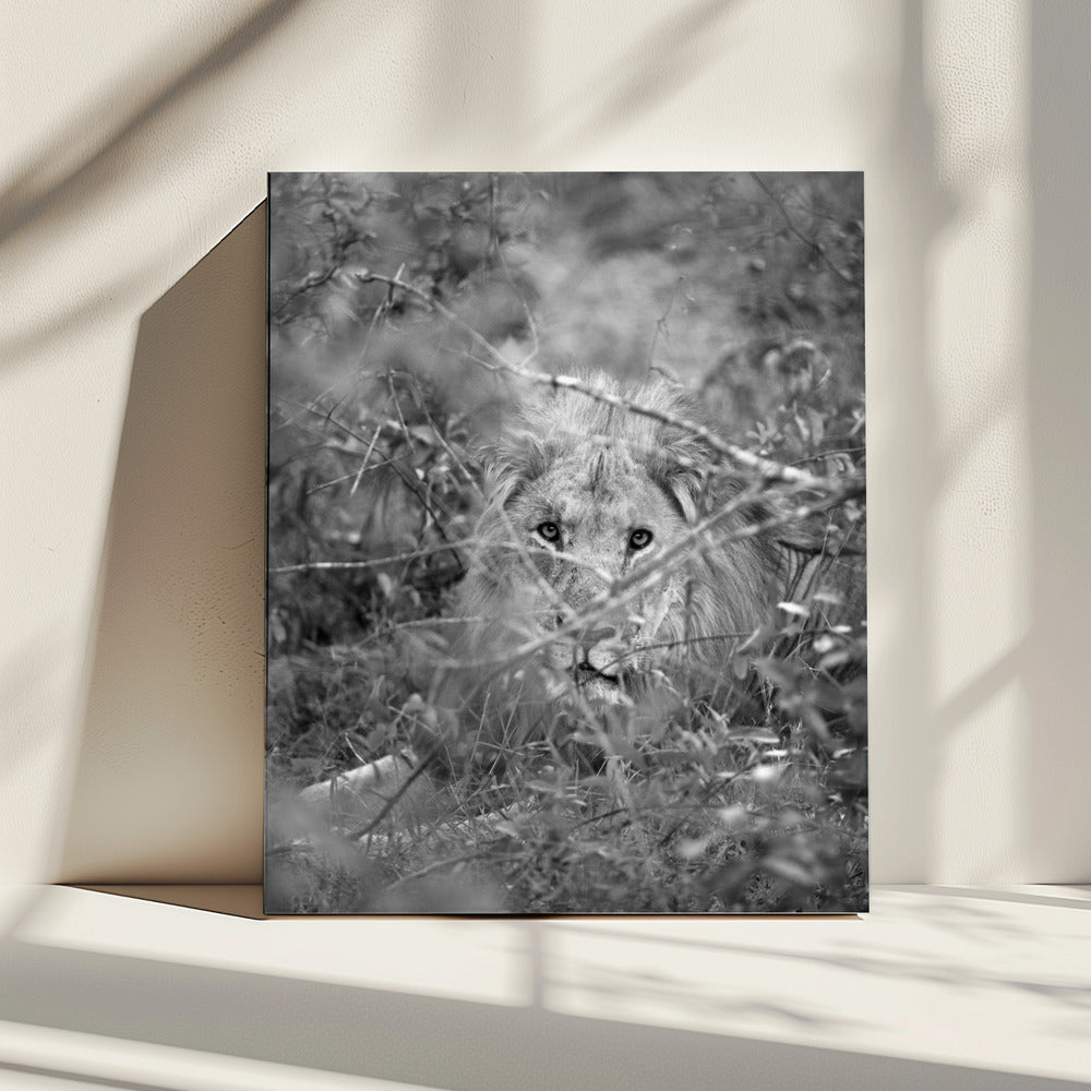 Hidden Majesty | Canvas