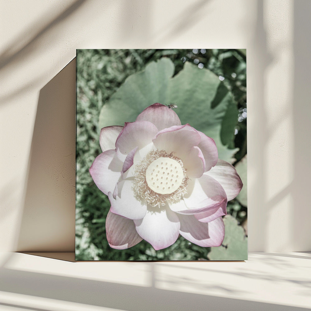 Lotus Serenity | Canvas