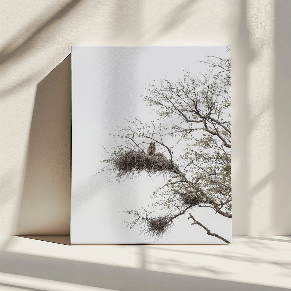 Owl&#039;s Perch | Canvas