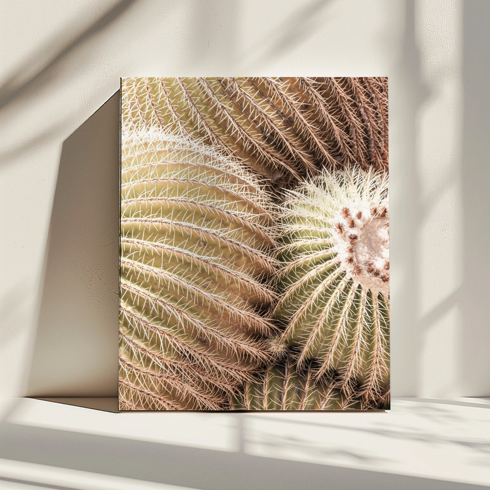 Spiral of Spines | Canvas