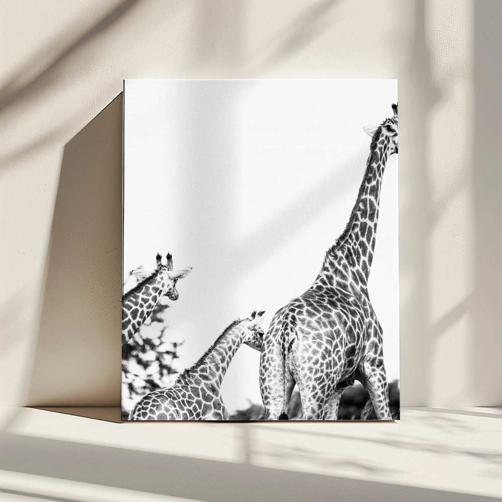 Giraffe Family Stroll | Canvas