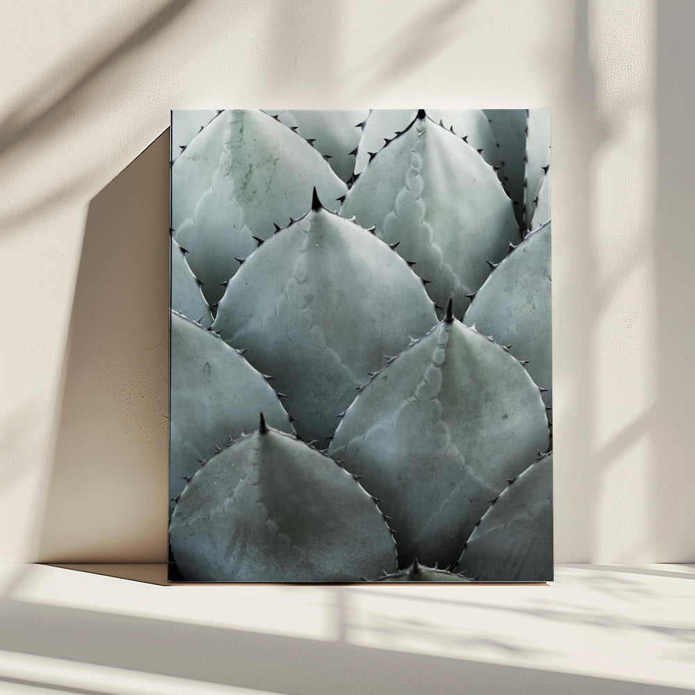 Agave Symmetry | Canvas