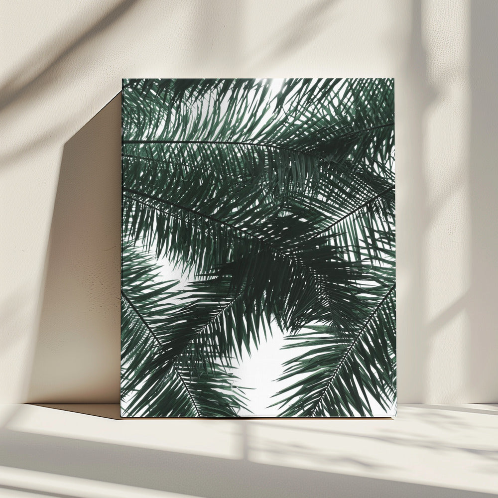 Sunlit Palms Canopy | Canvas