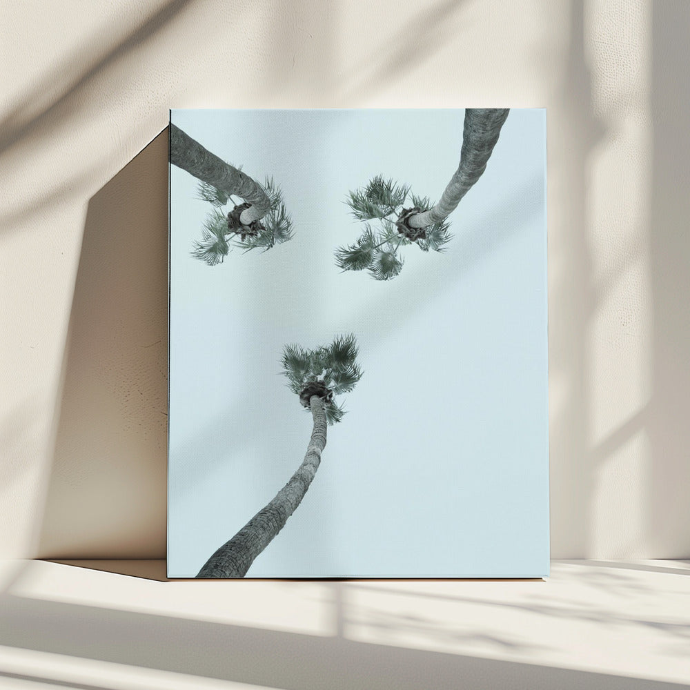 Skyward Palms | Canvas