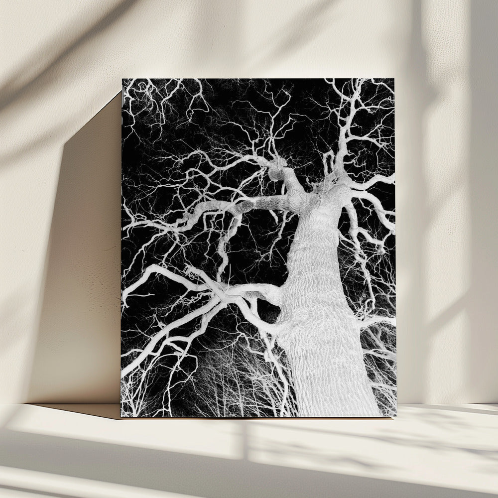 Inverse Arbor Essence | Canvas