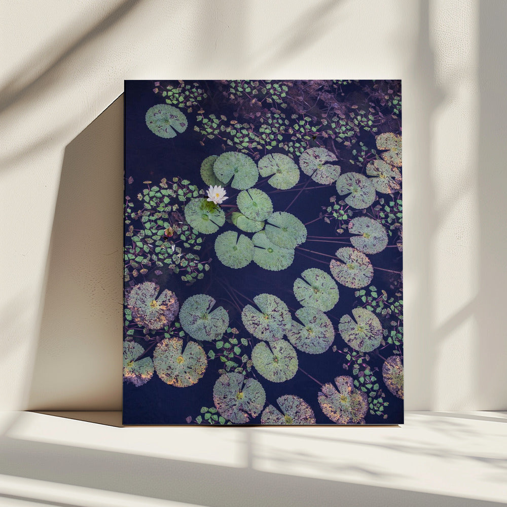 Lily Serenity | Canvas