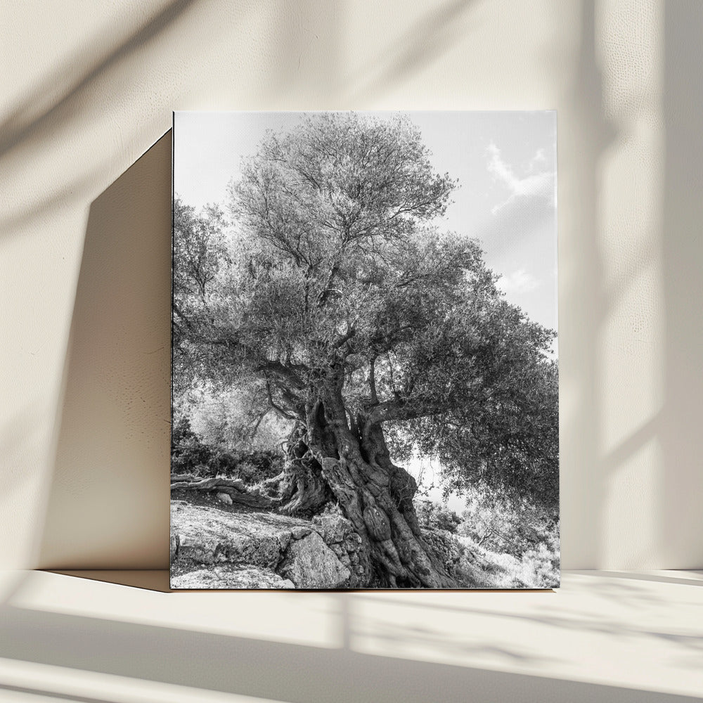 Ancient Sentinel | Canvas